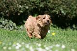 NORFOLK TERRIER 097